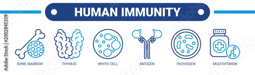 Human Immunity web banner icon vector illustration concept with icons of bone marrow, thymus, white cell, antigen, pathogen, and multivitamin.