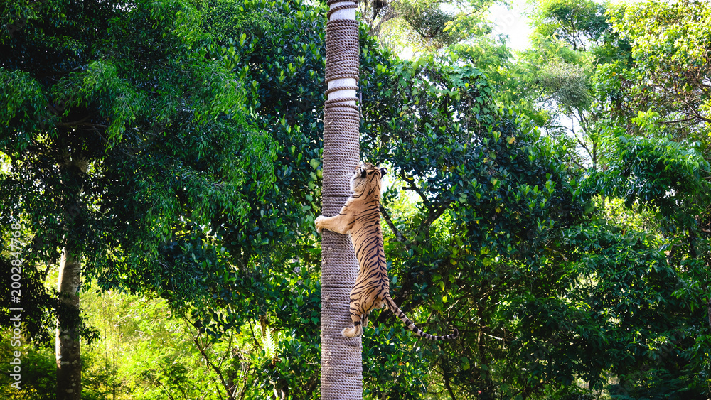 Fototapeta premium A tiger climbing a rope-wrapped pole during a tiger show