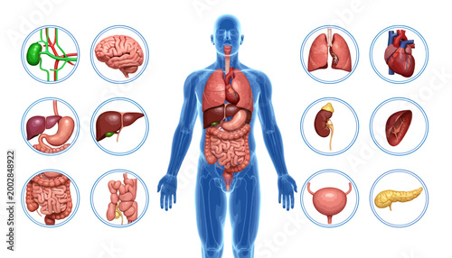 Anatomy of the Human Body A Comprehensive Visual Guide to Internal Organs and Systems