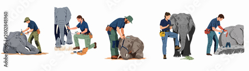 Illustrations of wildlife researchers and veterinarians working with elephants for conservation efforts, including tracking, tagging, and performing medical examinations.