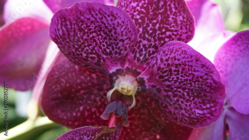 Принти на полотні Exotic Purple Orchid with Detailed Petal Pattern