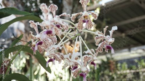 Foto Exotic Vanda Tricolor Orchid Flowers Blooming in the Garden