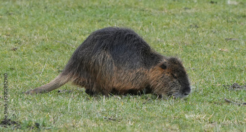 Obraz na plátně brown nutria (myocastor coypus) eating green grass on a meadow