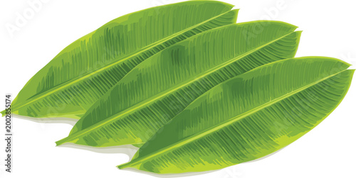 Fresh Green Banana Leaves Vector Illustration Set for Tropical Botanical Designs, Exotic Summer Backgrounds, Food Presentation Graphics, and Natural Jungle Environment Concepts