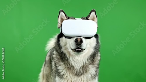 Cute husky dog wearing virtual reality headset on green screen background.