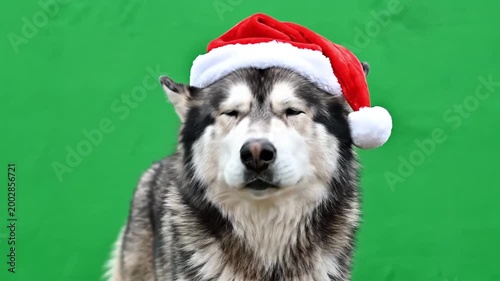 Cute Alaskan Malamute dog wearing a Santa hat for Christmas celebration.
