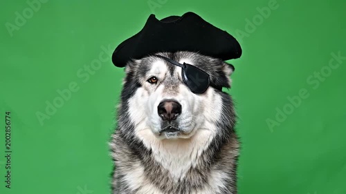 Cute Alaskan Malamute dog dressed as a pirate with an eye patch and hat on a green background.
