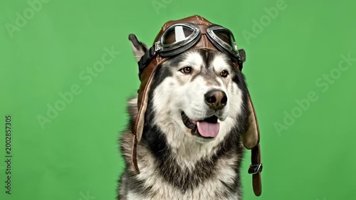 Alaskan Malamute dog wearing aviator hat and goggles on a green screen background.
