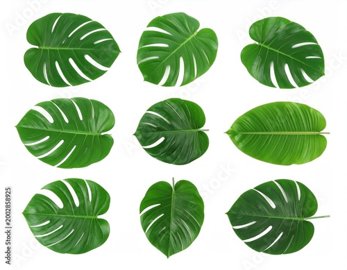 set of green tropical plant leaf isolated on white background, Flat lay