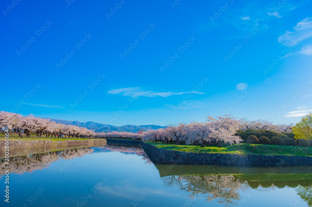 Fototapeta premium Cherry Blossoms and Playground in Hakodate Park under Clear Blue Sky in Hakodate, Hokkaido, Japan