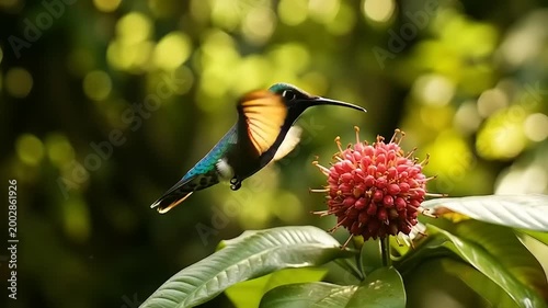 Hummingbird gracefully feeding on a vibrant red flower in a lush green forest, showcasing its iridescent feathers and rapid wing movement