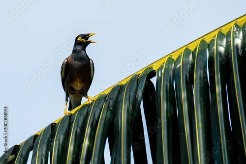 Foto Common myna bird perching on palm frond calling