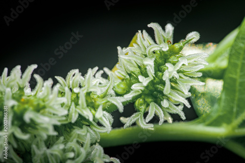 Foto Young mulberry tree shoot blooming with developing flowers