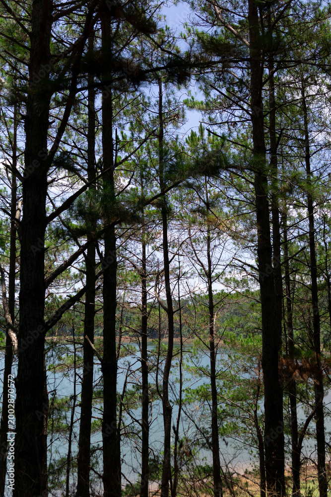 Fototapeta premium Tall pine trees frame a tranquil lake under a clear blue sky.