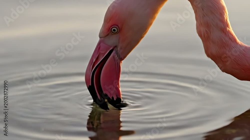 Close-up of a pink flamingo drinking water, soft light, nature wildlife