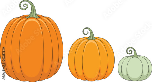 Set of pumpkins in different sizes and colors including orange and green autumn harvest vegetable vector illustration collection