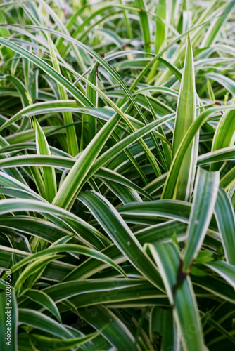 A vibrant cluster of long, green leaves with white edges, showcasing lush, healthy foliage