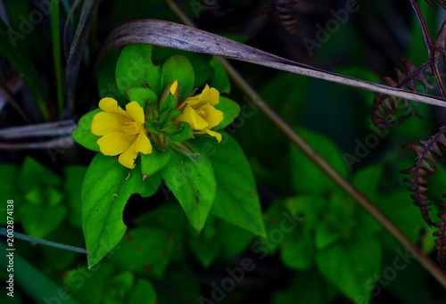 A vibrant close-up of a yellow loosestrife flower surrounded by lush green leaves, with hints of dried foliage adding contrast in the background
