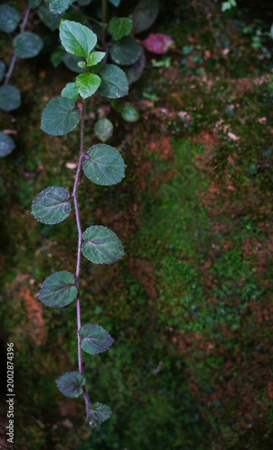 A delicate vine with round green leaves climbs against a moss-covered wall
