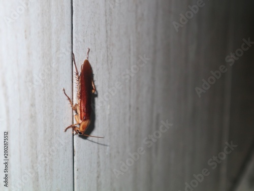Canvastavla Close-up shot of a brown cockroach (Periplaneta americana) climbing on a ceramic walls