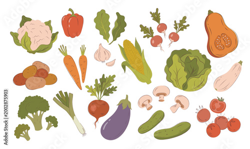 Large set of fresh organic vegetables in hand-drawn flat style. Isolated autumn harvest icons including pumpkin, broccoli, tomato, carrot, eggplant and cabbage for healthy food and menu design