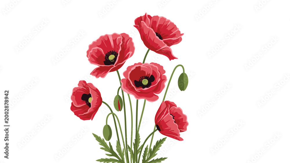 Obraz premium Group of bright red poppy flowers with green buds and stems isolated on a white background for nature and botanical illustrations.