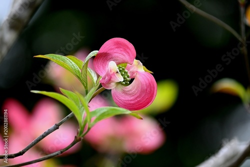 ハナミズキの花