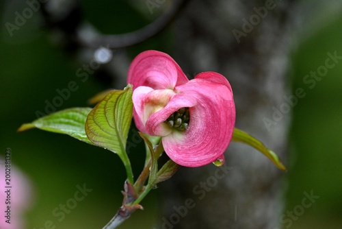 ハナミズキの花