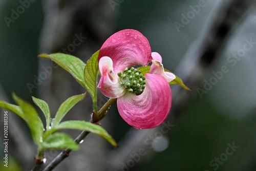 ハナミズキの花