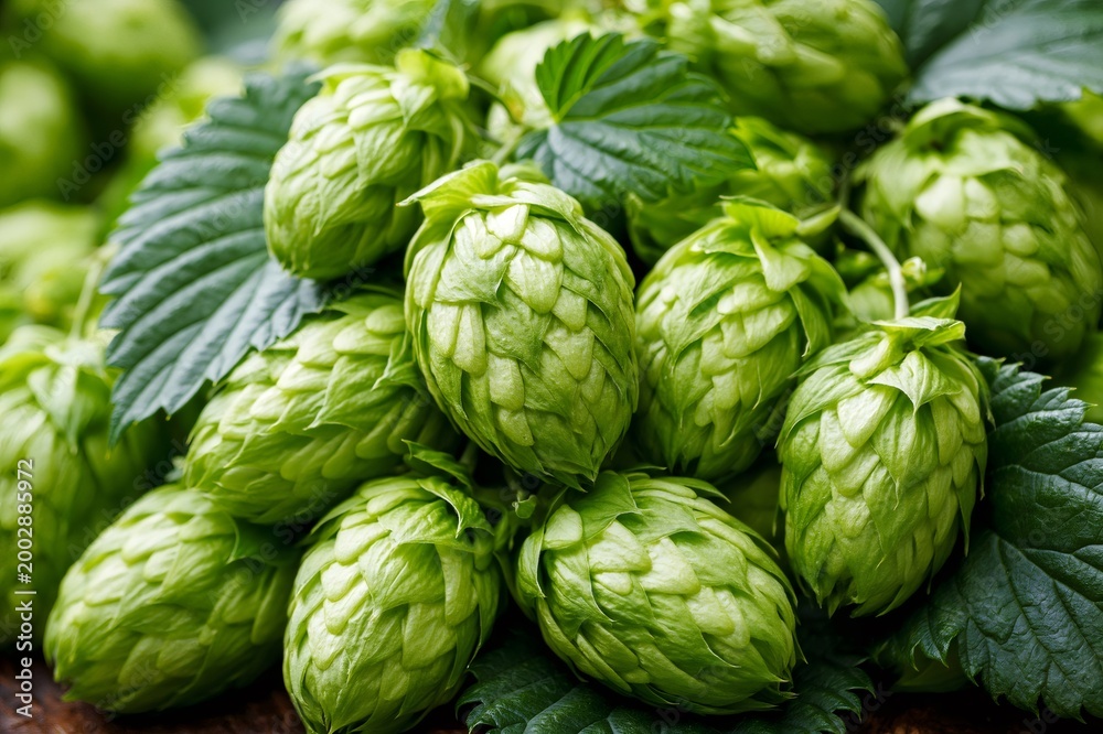 Fototapeta premium Fresh hop cones harvesting for brewing beer
