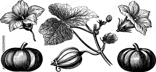 Pumpkin vine with leaves and isolated vegetables on white background