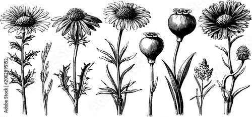 Assorted botanical flower parts and seed pods on white background