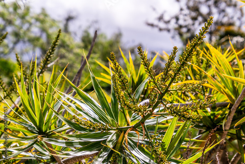 Cordyline australis pertenece a la familia Asparagaceae.