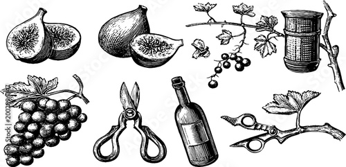 Figs grapes and pruning tools arranged in studio still life