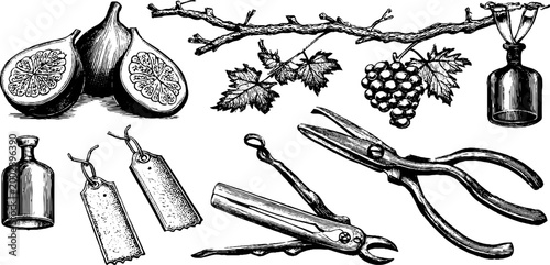 Figs and grape clusters displayed with pruning tools and tags