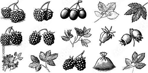 Collection of botanical berry sketches showing fruits and leaves