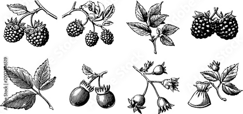 Hand drawn berry sprigs and seed pods arranged on white page