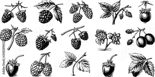 Assorted berry and fruit botanical sketches on white background