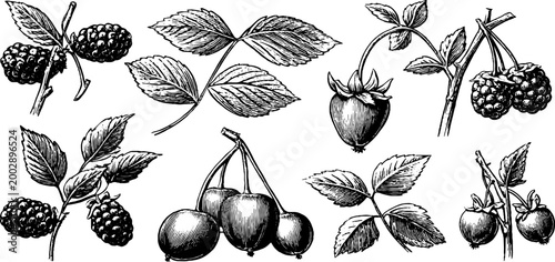 Raspberry and cherry branch botanical sketches on white background