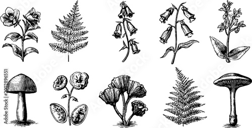 Wildflower and mushroom botanical sketches on white background