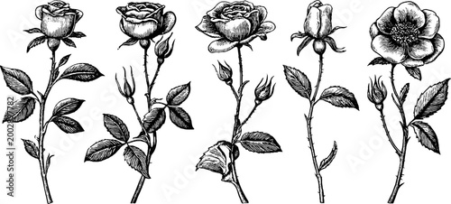 Rose sprigs with open blooms and buds on white backdrop