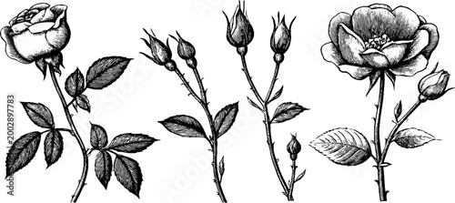 Single rose stems with buds and thorns in ink drawing