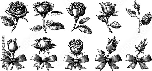 Single rose heads with bows and stems on white background
