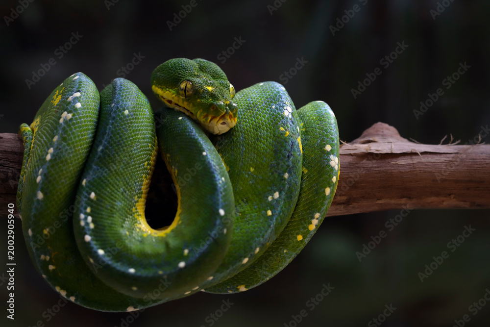Fototapeta premium Green tree python Moreliaazurea utaraensis (lereh) on branch, Green tree python snake wrapped around a tree trunk