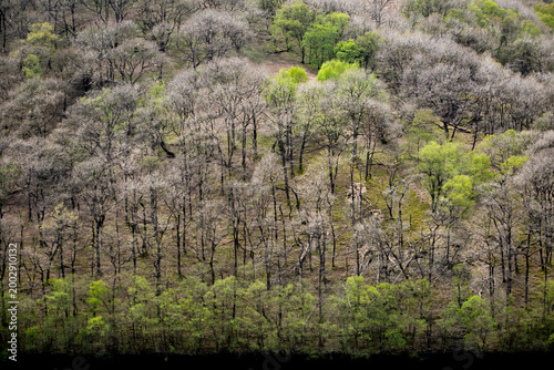 A forest in bad shape at the Llyn Brianne reservoir in Mid Wales
