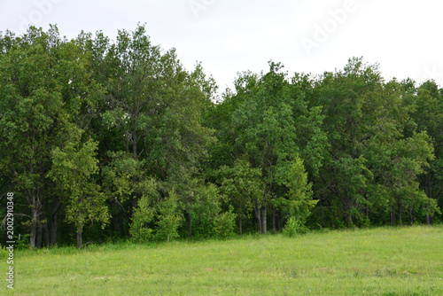 Forest Edge with Green Field front view