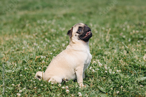 cute small cream pug walks on green grass in summer park in summer day, dogwalking concept
