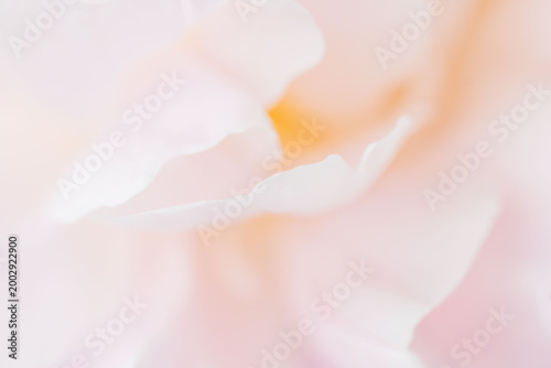 シャクヤクのピンク色の花をマクロ撮影47