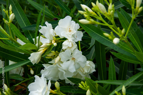 Bild auf Leinwand White exotic flower