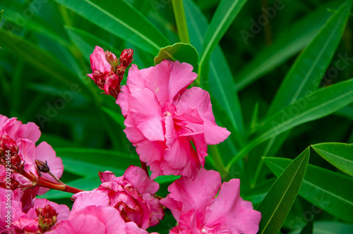 Bright blooming flower in nature. Nerium oleander. Oleander flower. Flowering nature closeup. Macro of flowering plant. Pink exotic flower. Natural flower plant. Flora exotic nature